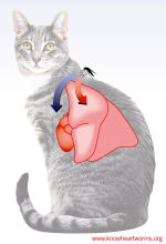 heartworm treatment for cats