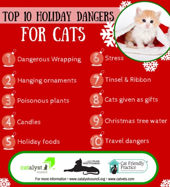Top 10 Holiday Dangers For Cats