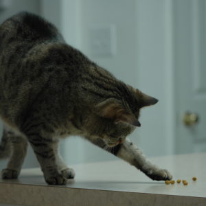 cat-playing-with-peanutsgivin
