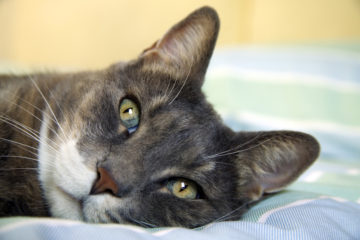 Gray cat laying on bed