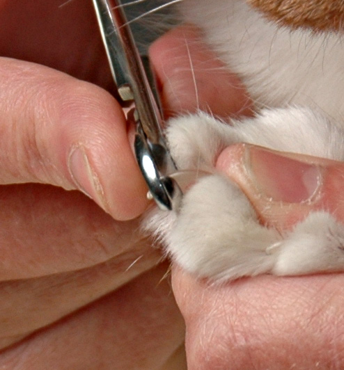 cat nail trimming