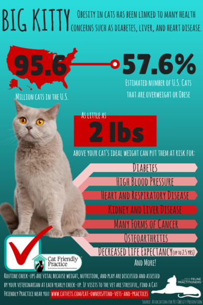 Obesity Related Health Concerns