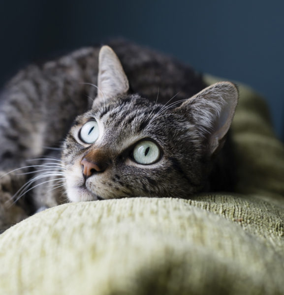 Cat lying on the top of a couch at home