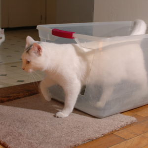 cat leaving litter box