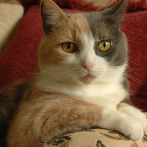 brown-and-gray-cat-givin