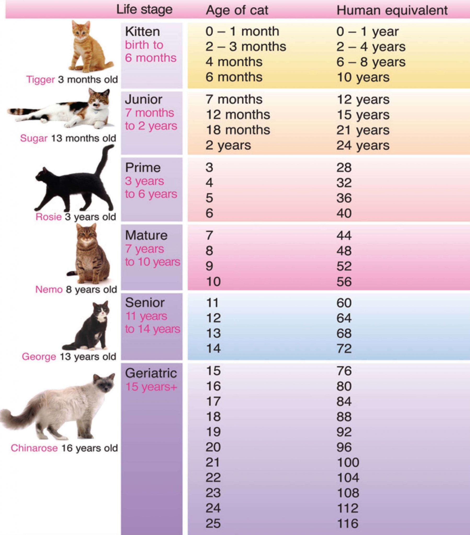 Domestic Cat Weight Chart