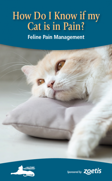 pain medication for cats