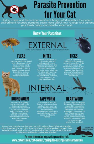 Parasite Prevention for Your Cat