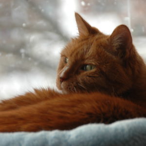 naranja-gato-en-invierno-Givin