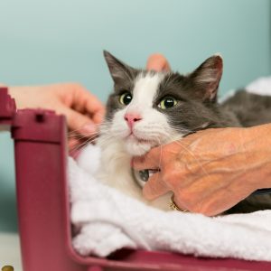 cat at veterinary check up visit