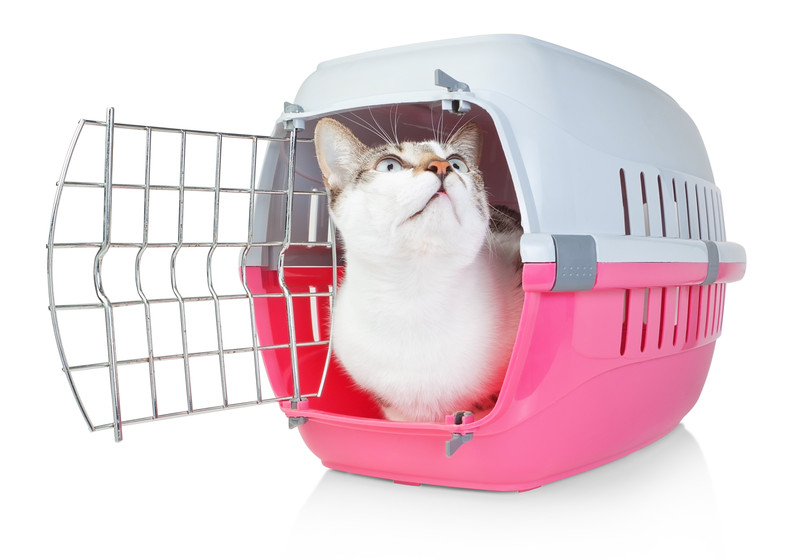 how to get a cat in a cat carrier