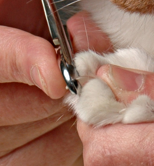 Trimming Your Cat's Nails - Cat Friendly Homes