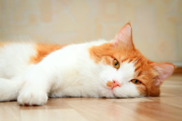 White and orange cat laying down