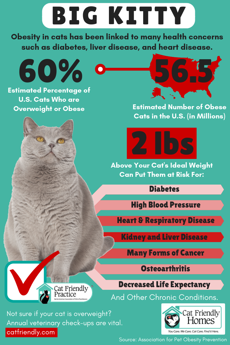 Cat Obesity infographic 