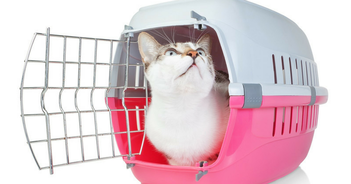 Choosing the Perfect Cat Carrier - Cat Friendly Homes