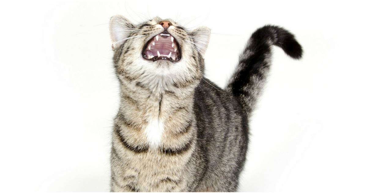 Cat Howling and Vocalization Cat Friendly Homes