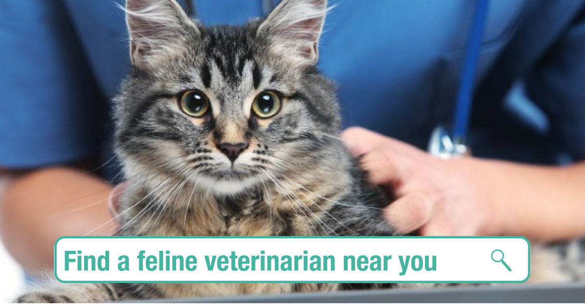 Find a Veterinarian and Practice | Cat Friendly Homes