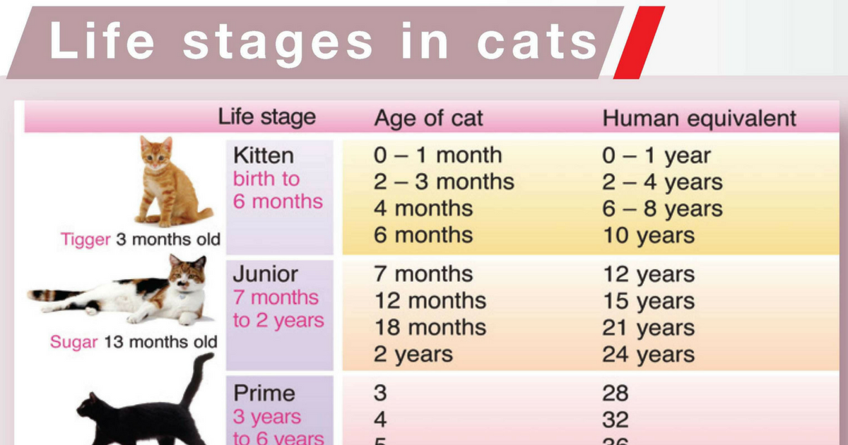 10 year best sale old cats