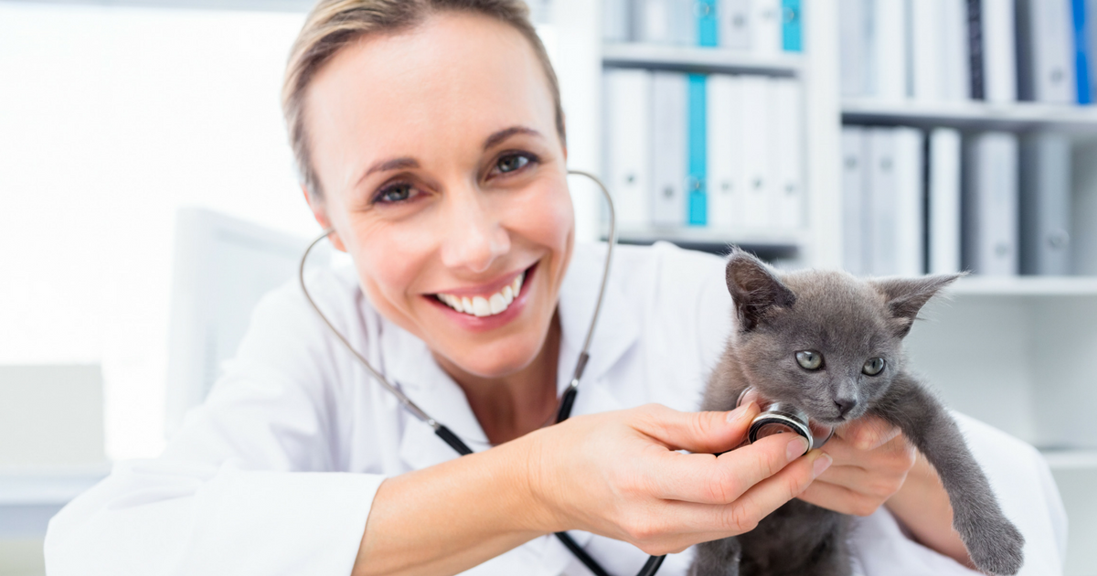 Why You Need to Visit the Veterinarian Cat Friendly Homes
