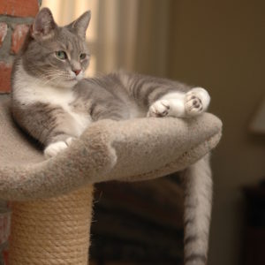 Must Have Supplies and Essentials for Your Cat Cat Friendly Homes