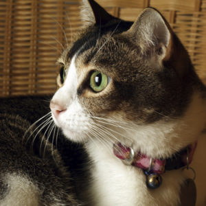 cat with collar 