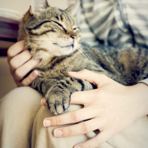 cat being held