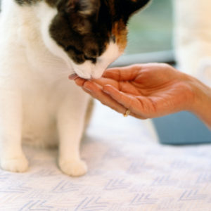 Cat eating treats