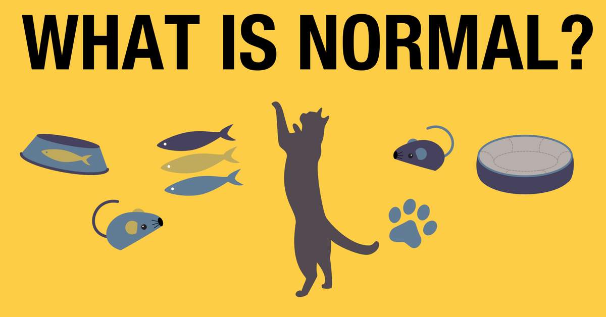 what is normal  cat friendly homes