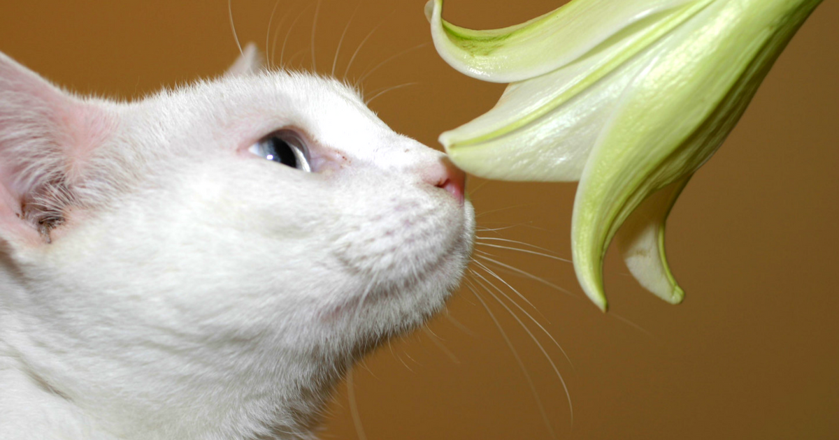 Смертельно опасный цветок для кошек. Отравление лилиями у кошек. Лилии и кошки. Кот с лилиями. Лилии ядовиты для кошек.