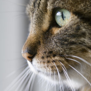 Cat closeup