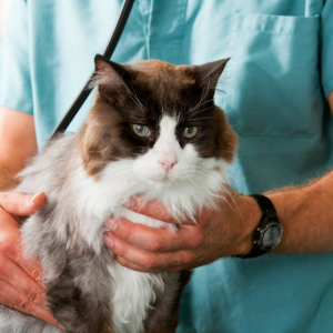 cat being held by veterinarian 