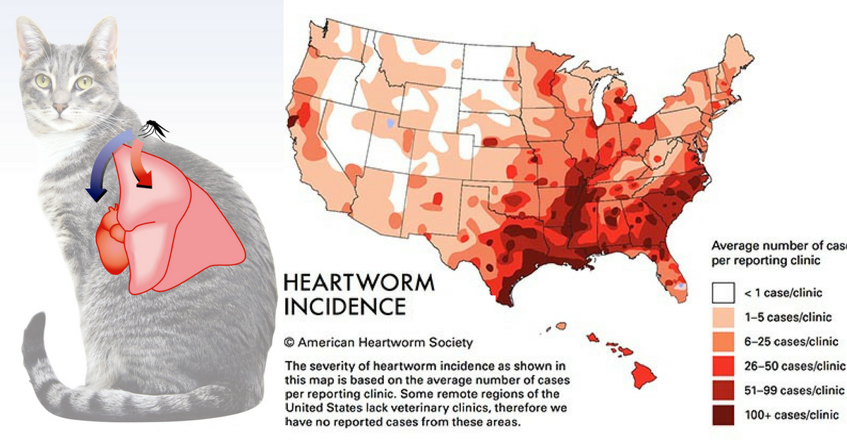 What is Heartworm and Can My Cat Get One? - Cat Friendly Homes