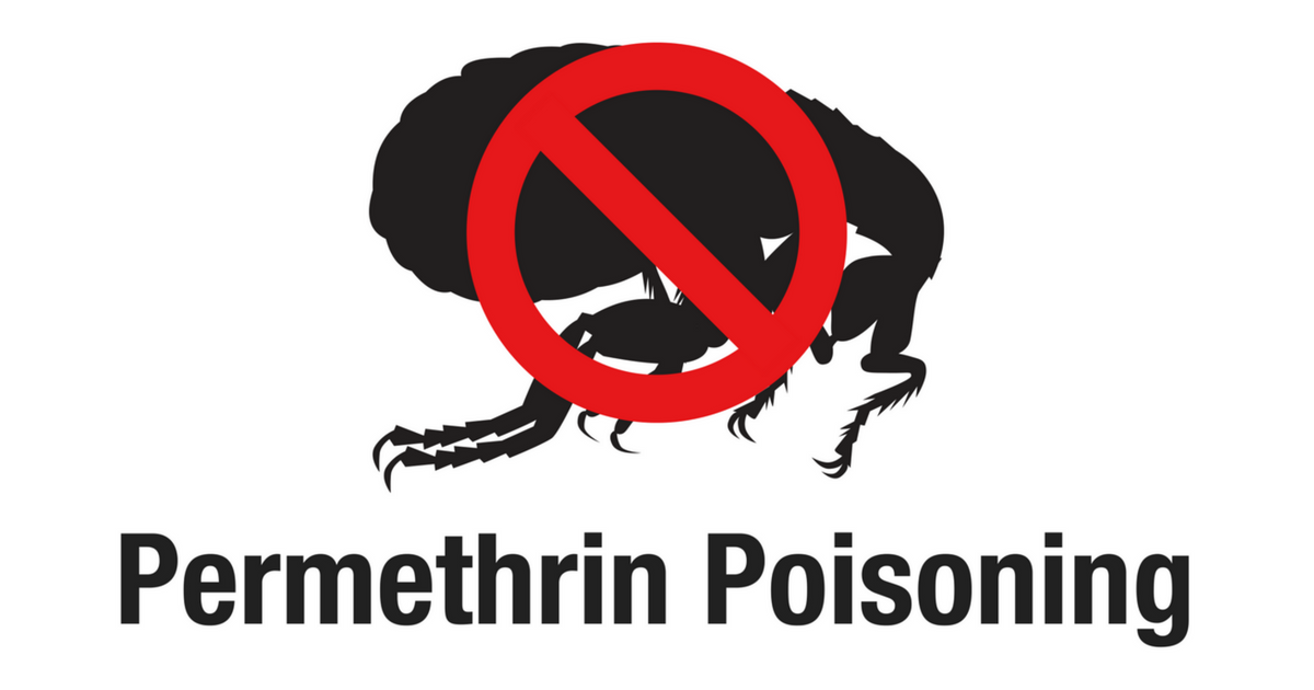 Permethrin Poisoning In Cats - Cat Friendly Homes