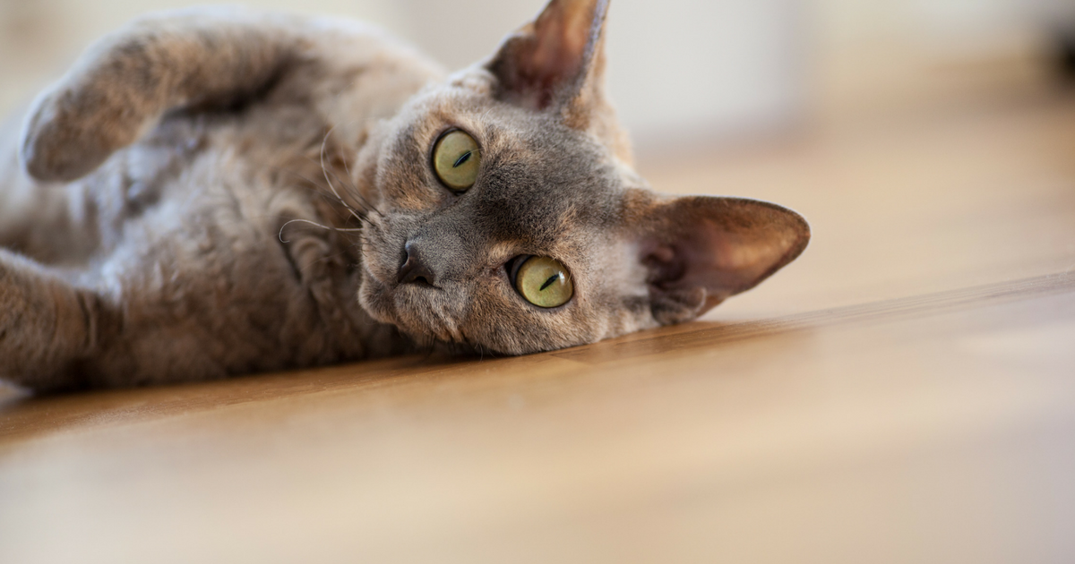 Cat Vomiting Could Signal A Health Issue Cat Friendly Homes