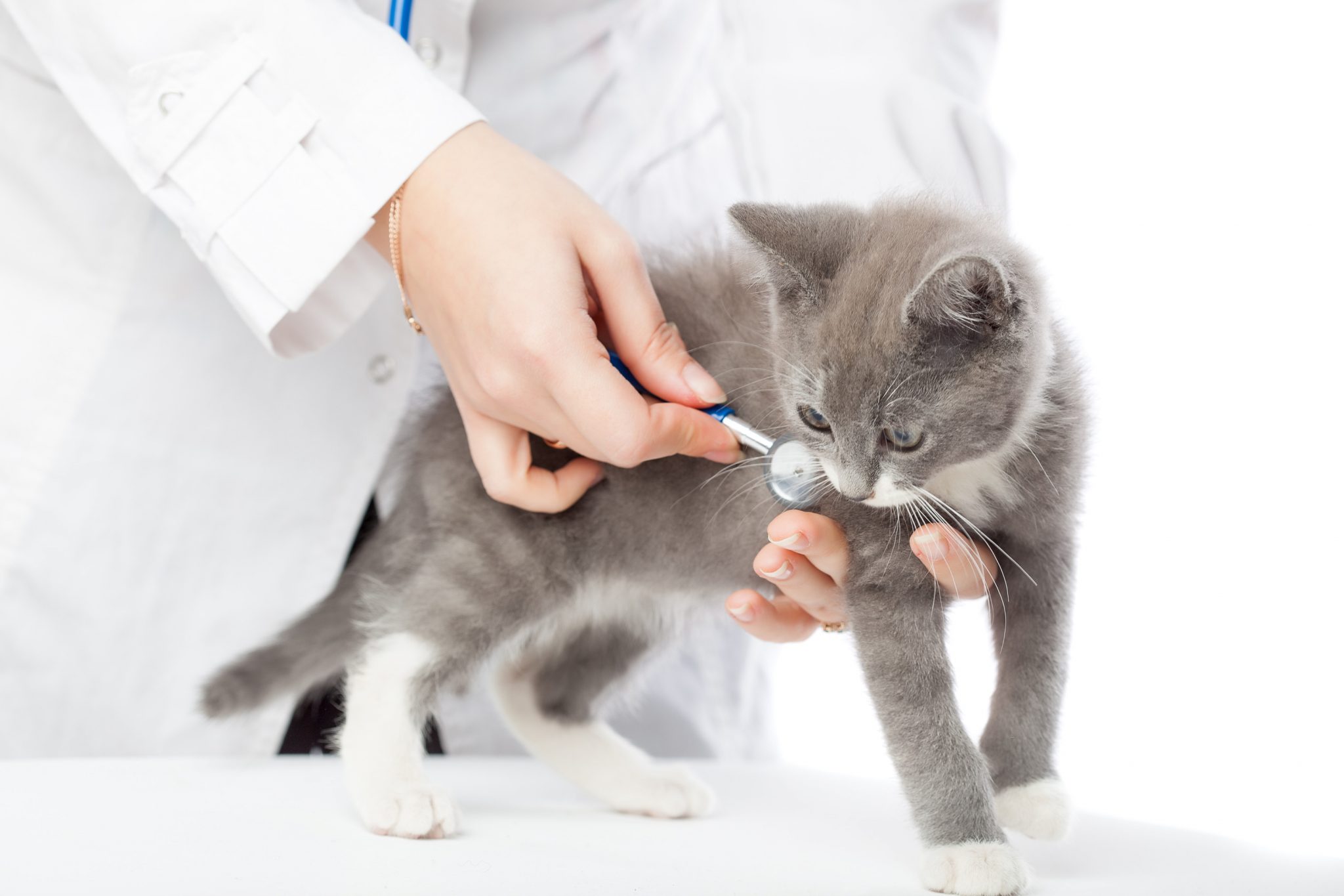 Kitten being examined by a veterinarian 