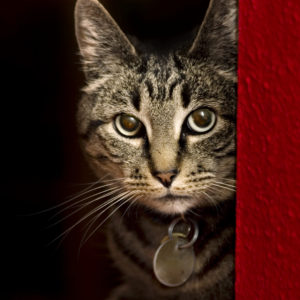 Cat looking through a doorway