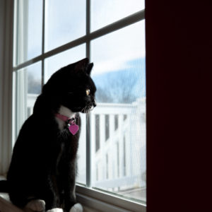 Cat looking out a window