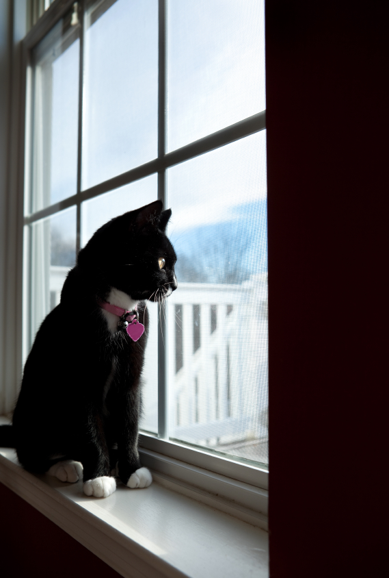 Why Does My Cat Need to Be Vaccinated? Cat Friendly Homes