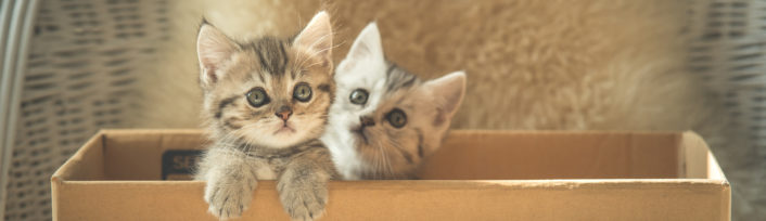 Two tabby kittens in a box