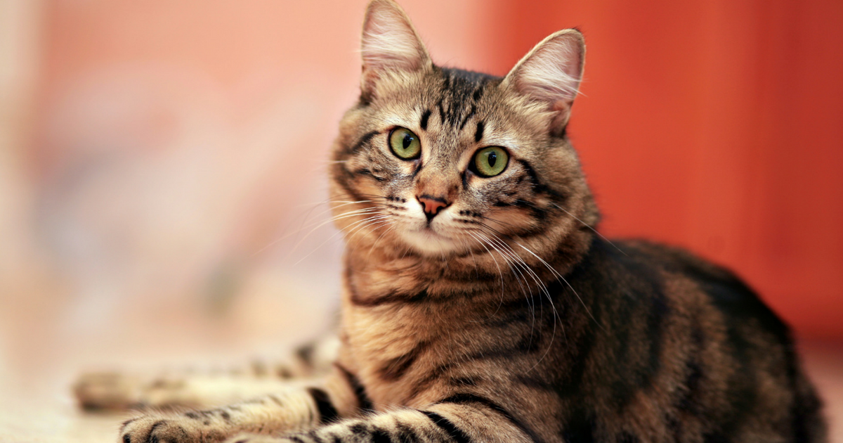 Why Is My Cat Territorial? Cat Friendly Homes