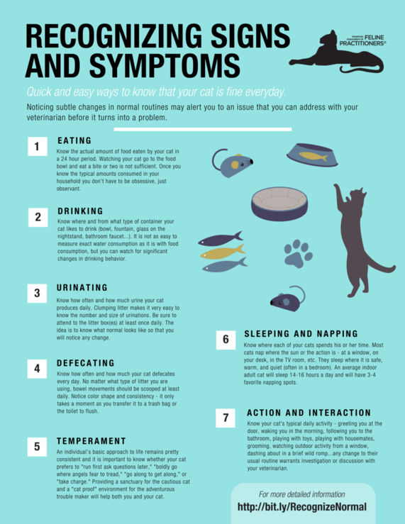 Recognizing Signs and Symptoms | The Cat Community