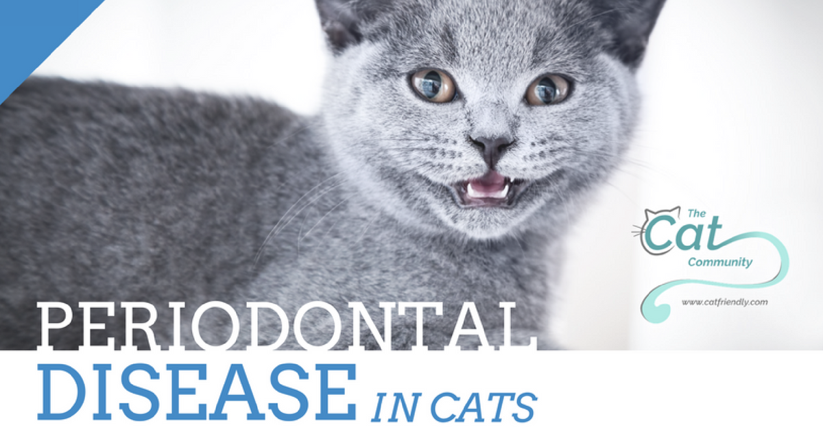 Periodontal Disease in Cats Cat Friendly Homes