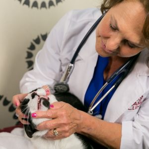 A Veterinarian examining a cat's teeth