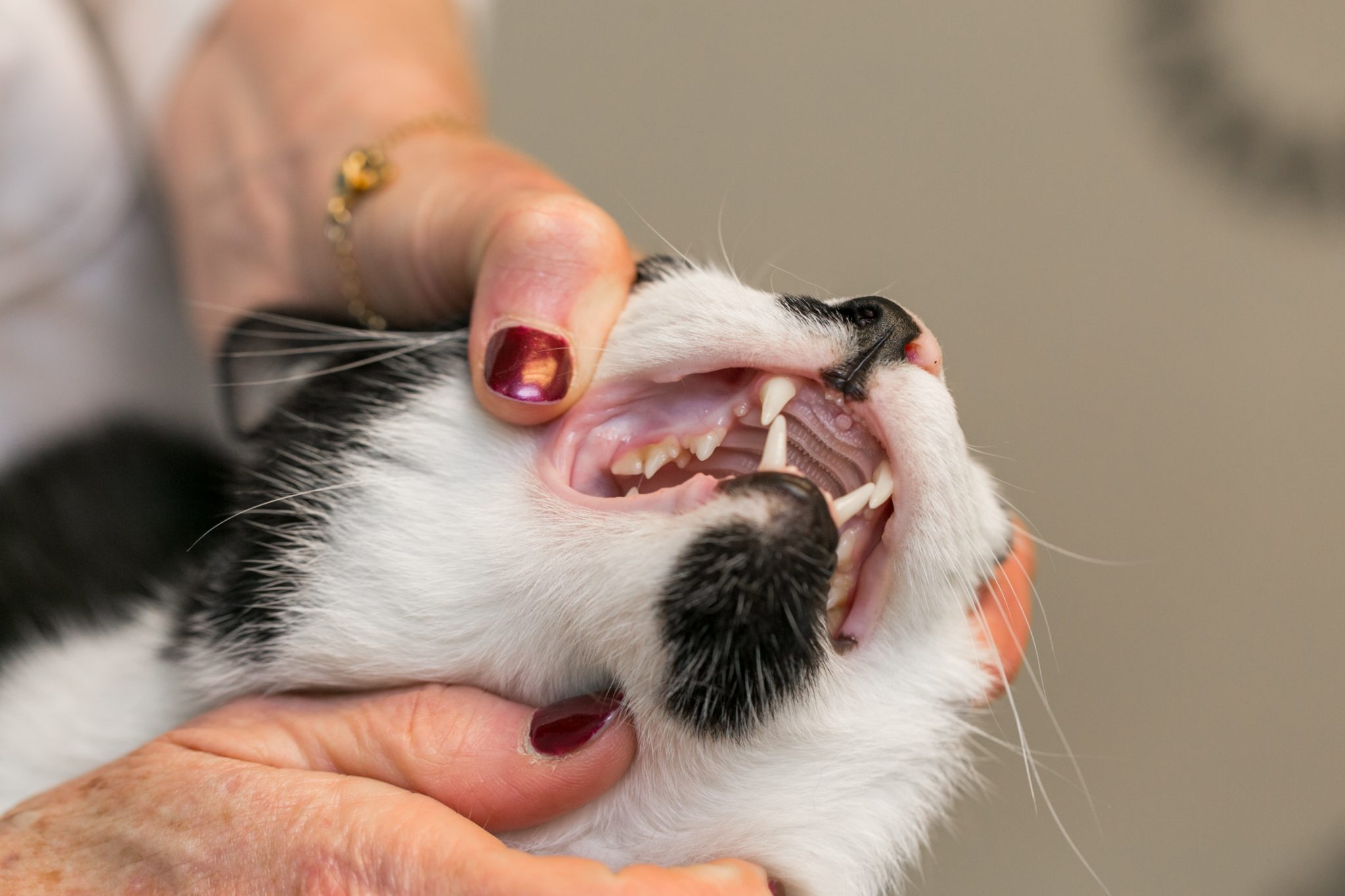 Рассасывание зубов у кошек