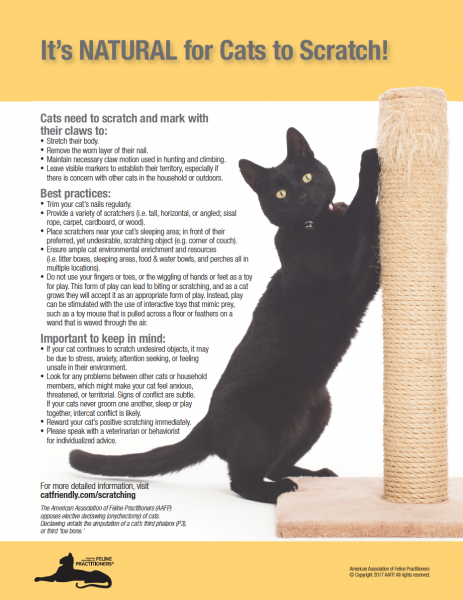 Flyer containing information related to cat scratching 