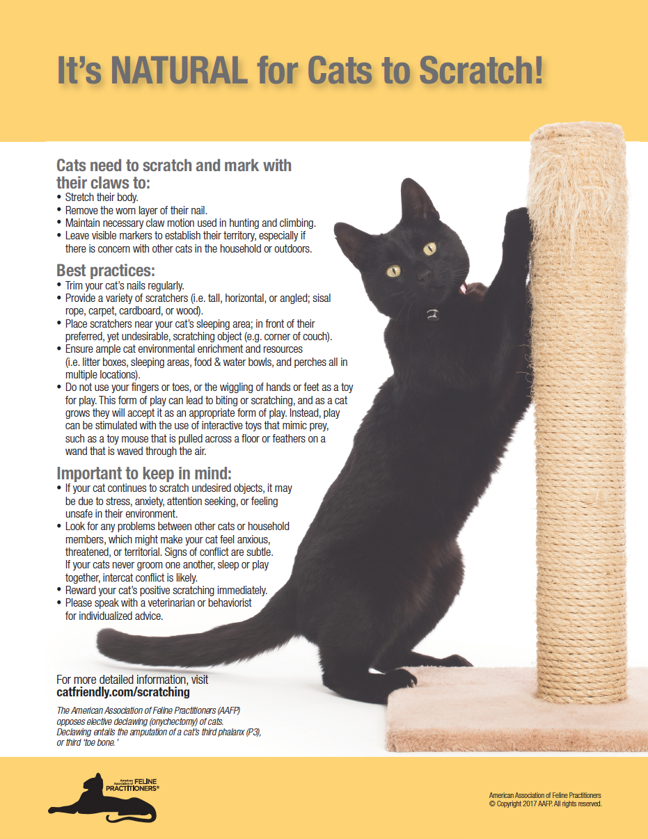 Ending Cat Declawing in the New Year: What You Need to Know