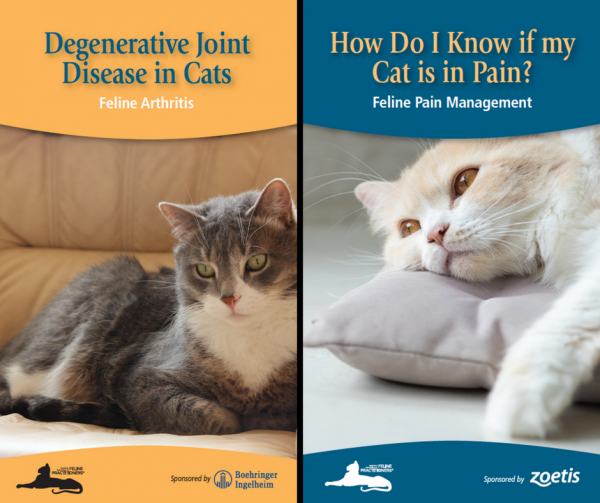 Degenerative Joint Disease and Cat Pain Cat Friendly Homes