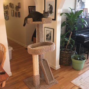 Cat in cat climber tree