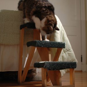 cat using steps