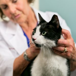 Cat with vet